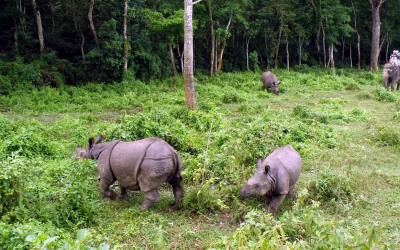 Bardiya National Park (2 nights 3 days Jungle Safari)