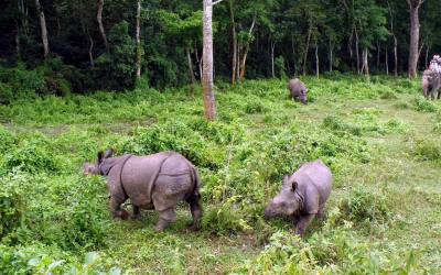 Bardiya National Park (3 nights 4 days Jungle Safari)