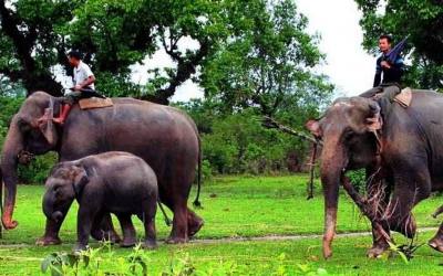 Chitwan National Park (3 days outside park safari)