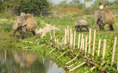 Koshi Tappu Wildlife Reserve